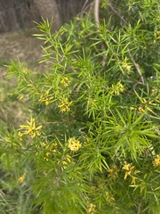 Persoonia juniperina