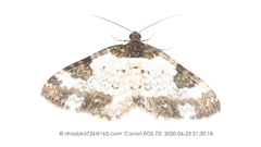 Melanthia procellata