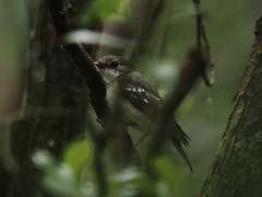 Ficedula zanthopygia