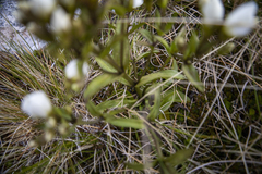 Gentianella corymbifera