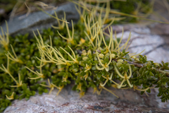 Coprosma perpusilla perpusilla