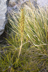 Aciphylla crenulata