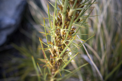 Aciphylla crenulata