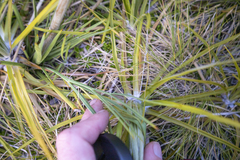 Aciphylla crenulata
