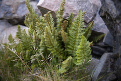 Polystichum cystostegium