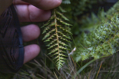 Polystichum cystostegium