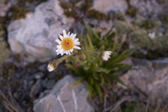 Dolichoglottis scorzoneroides