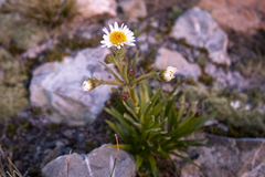 Dolichoglottis scorzoneroides