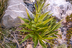 Dolichoglottis scorzoneroides