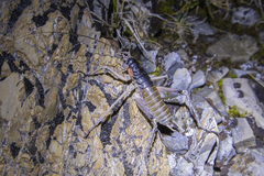 Deinacrida connectens