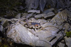 Deinacrida connectens