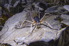 Deinacrida connectens