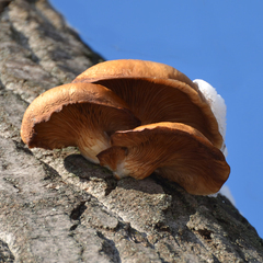 Pleurotus ostreatus