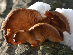 Pleurotus ostreatus