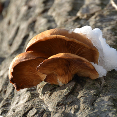 Pleurotus ostreatus