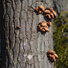 Pleurotus ostreatus