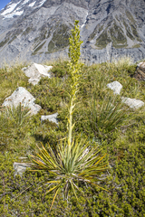 Aciphylla scott-thomsonii