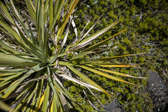 Aciphylla scott-thomsonii