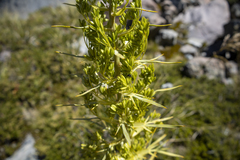 Aciphylla scott-thomsonii