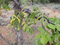 Commiphora mollis