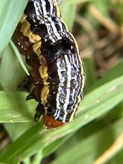 Spodoptera picta