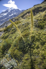 Aciphylla scott-thomsonii