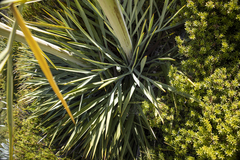 Aciphylla scott-thomsonii