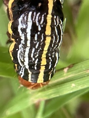 Spodoptera picta