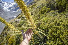Aciphylla scott-thomsonii