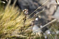 Veronica decora