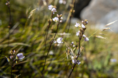 Veronica decora