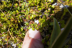 Veronica decora