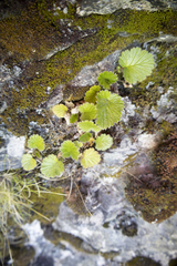 Geum cockaynei