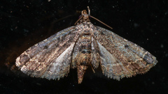 Sufetula hemiophthalma
