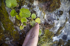 Geum cockaynei