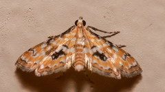 Parapoynx sinuosa