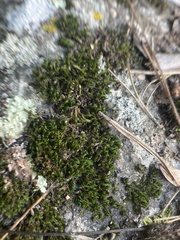 Orthotrichum diaphanum