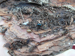 Aphidecta obliterata