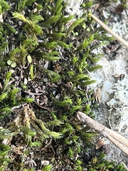 Orthotrichum diaphanum