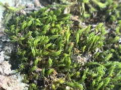 Orthotrichum diaphanum