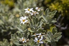 Olearia moschata
