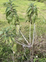 Phyllodium pulchellum
