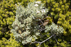 Olearia moschata