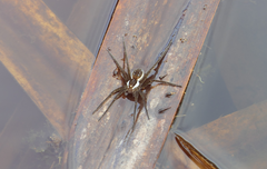 Dolomedes facetus