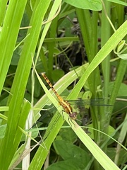 Diplacodes bipunctata