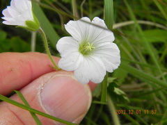 Geranium wakkerstroomianum