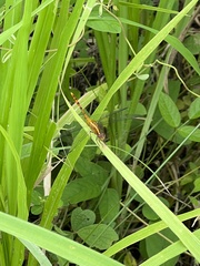 Diplacodes bipunctata
