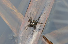 Dolomedes facetus