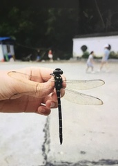 Anotogaster sieboldii