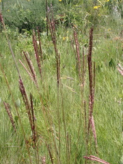 Digitaria tricholaenoides